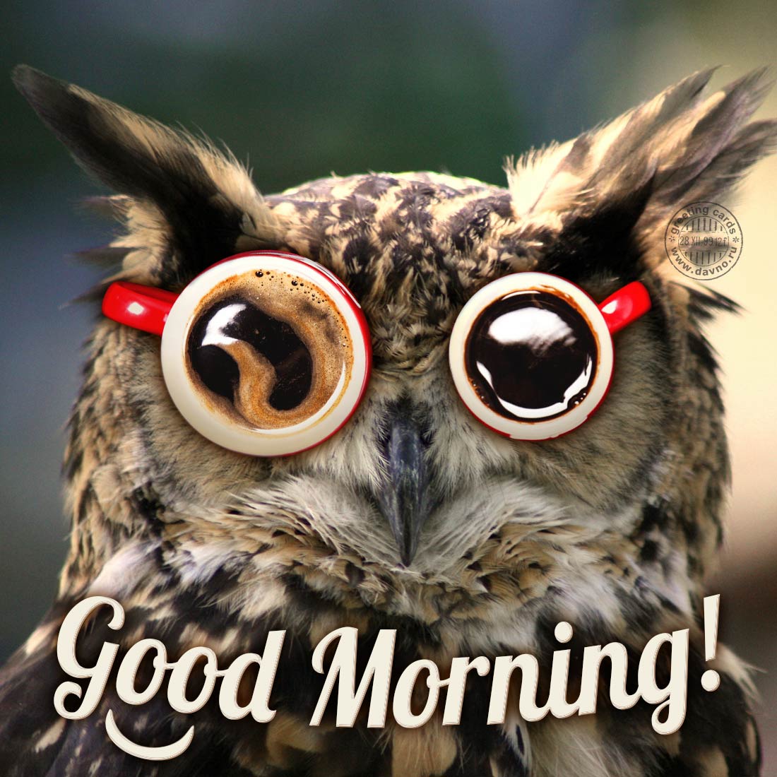 Funny Good Morning Owl Picture - Download on Davno1100 x 1100
